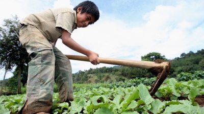 El Gobierno bonaerense busca prevenir el trabajo infantil en el cordón frutihortícola