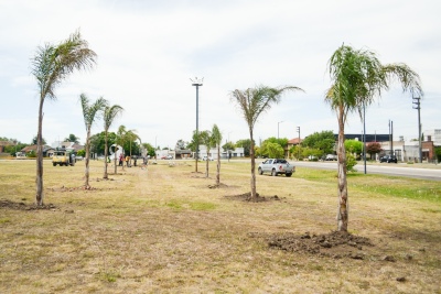 La Plata: Plantaron nuevas palmeras en el distribuidor de Tolosa para favorecer la absorción de agua de lluvia