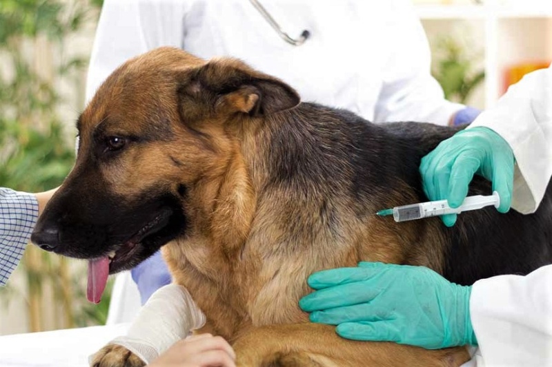 Vicente López: Se viene una nueva jornada de vacunación para perros y gatos
