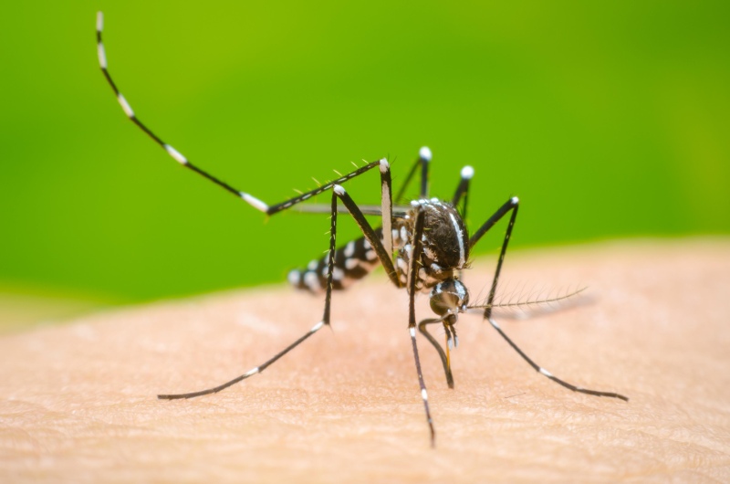 La Plata: La Comuna efectúa controles de foco y brinda recomendaciones para prevenir el dengue