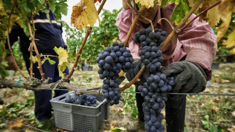 Destinarán $500 millones para asistir a productores vitivinícolas en situación de vulnerabilidad