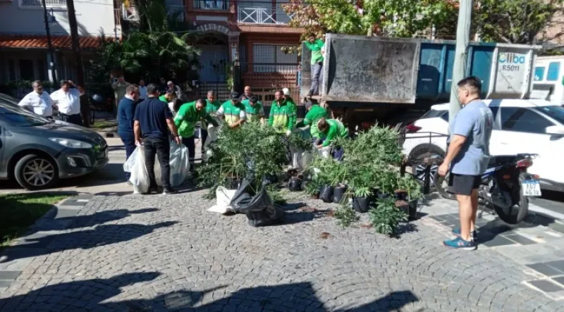 San Isidro: Decomisan más de 100 plantas de marihuana