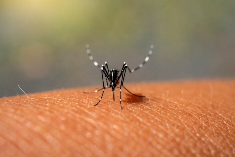 Argentina encabeza los casos de dengue en Latinoamérica según la OPS