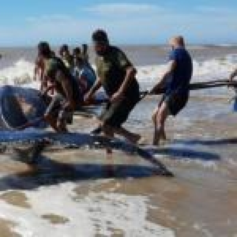 Villa Gesell: rescataron a una ballena encallada