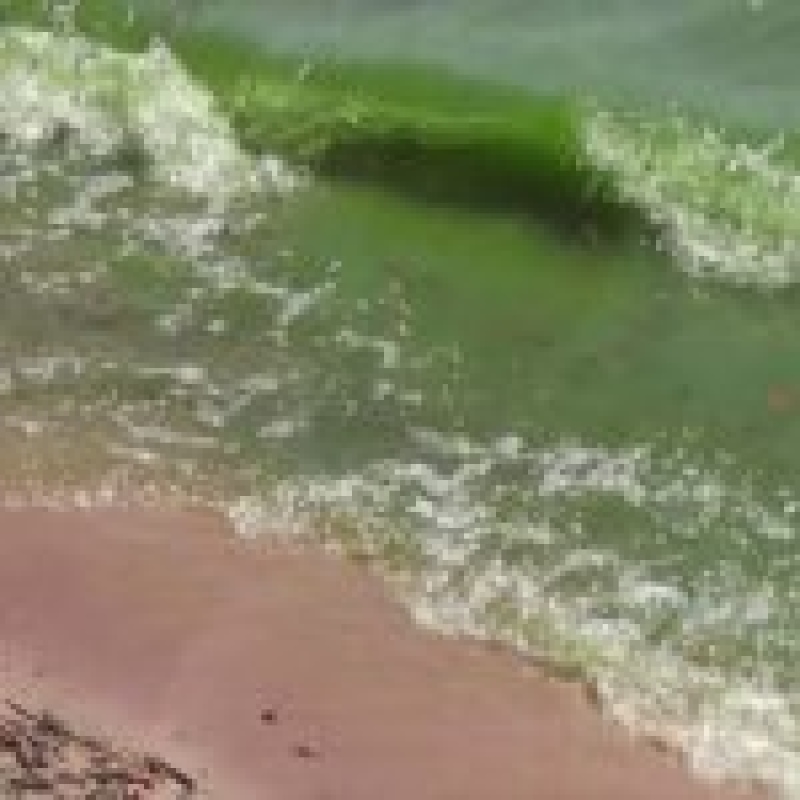 Se implementan las banderas de cianobacterias en las playas de Punta Lara y Berisso