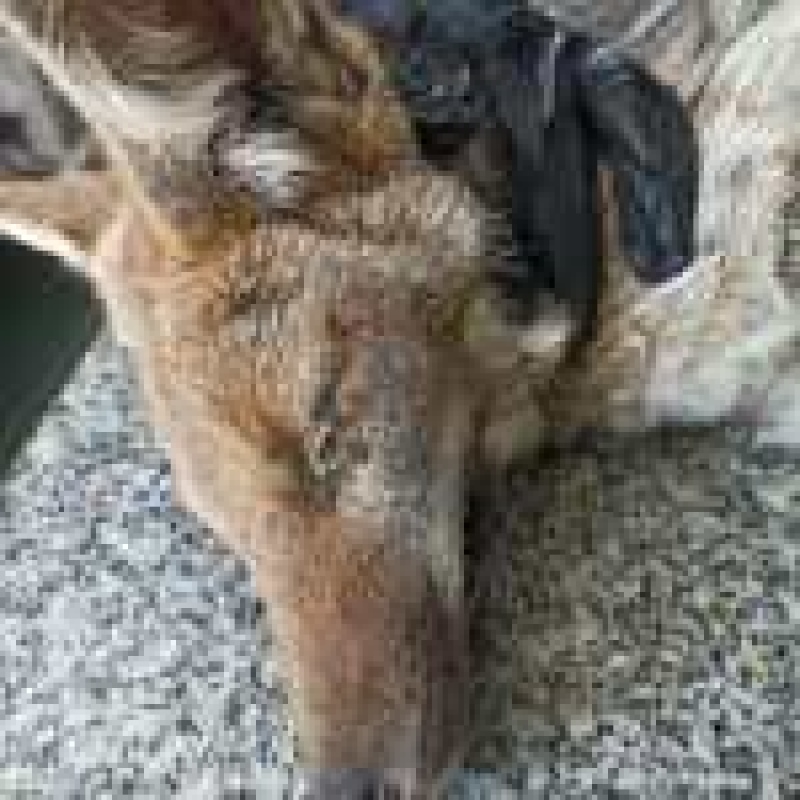 Tandil: hallan tres zorros con posible toxoplasmosis y moquillo
