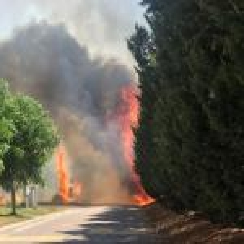 Bahía Blanca: Se produjo un incendio en la zona boscosa de La Reserva