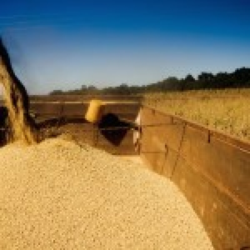 La soja y el maíz aportaron el 41% de las exportaciones totales del país